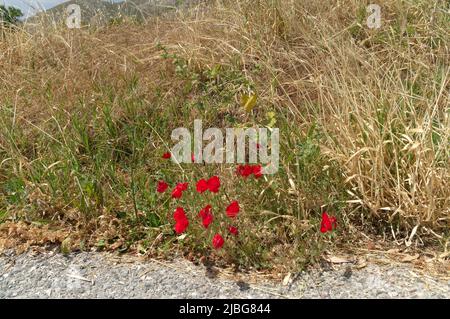 Coquelicots au bord de la route, Tilos isand, Dodécanèse, Grèce. Scène rurale Banque D'Images