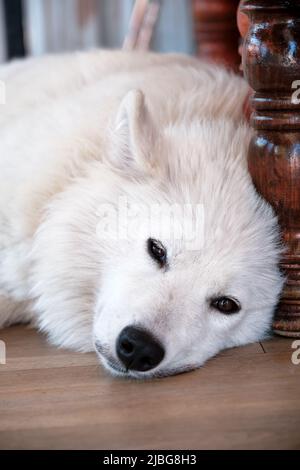 Loup arctique blanc domestique couché et reposant sur le sol. Banque D'Images