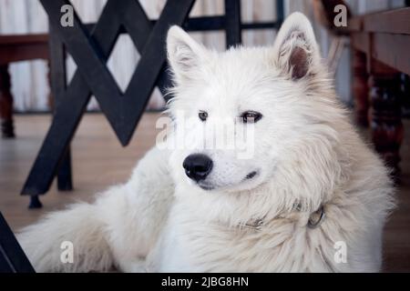Loup arctique blanc domestique couché et reposant sur le sol. Banque D'Images