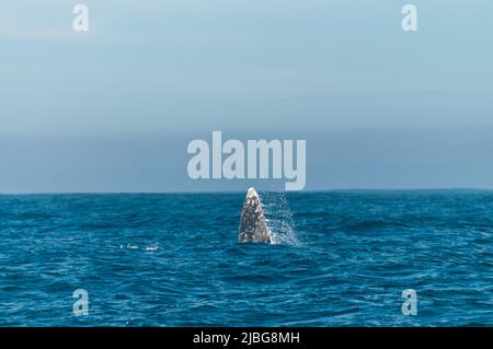 Détail d'une baleine grise en surfaçage soufflant un panache de vapeur d'eau dans l'air. Banque D'Images