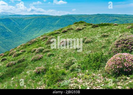 paysage de montagne de printemps avec des mousses en fleurs arbustes de campion en premier plan et rivière bleue floue dans la vallée en arrière-plan Banque D'Images