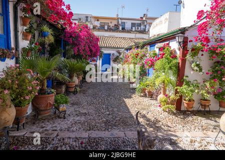 Le Festival des cours de Cordoue. De nombreuses maisons du centre historique ouvrent leurs patios privés au public et participent à un concours. Banque D'Images