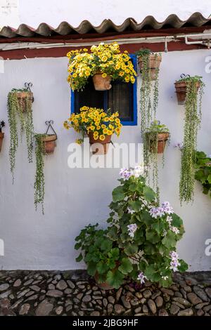 Le Festival des cours de Cordoue. De nombreuses maisons du centre historique ouvrent leurs patios privés au public et participent à un concours. Banque D'Images