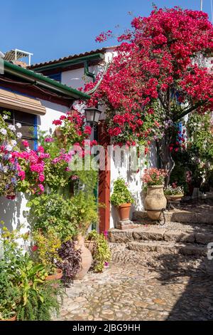 Le Festival des cours de Cordoue. De nombreuses maisons du centre historique ouvrent leurs patios privés au public et participent à un concours. Banque D'Images