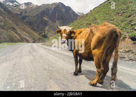 Une grosse vache intrépide se tenant sur une route et regardant la caméra. Les routes de gravier de la Géorgie. Montagnes pittoresques. Photo de haute qualité Banque D'Images