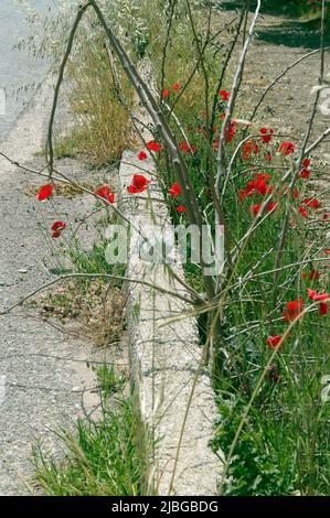 Coquelicots au bord de la route, Tilos isand, Dodécanèse, Grèce. Scène rurale. Printemps 2022 Banque D'Images