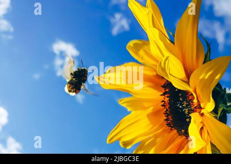 L'abeille recueille le pollen de la fleur jaune. Apiculture et agriculture. Arrière-plan d'été. Banque D'Images