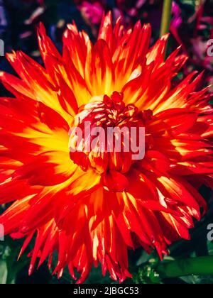 Fleur orange vif Dahlia Bora Bora. Belle fleur ornementale dans le jardin. Banque D'Images