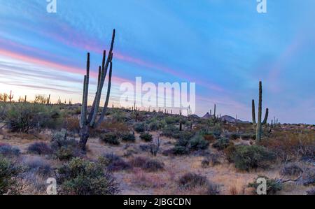 Paysage du lever du soleil dans le désert avec Cactus à Scottsdale, Arizona Banque D'Images