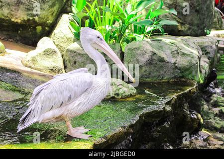 L'image de gros plan de l'oiseau d'eau dans le parc en journée ensoleillée Banque D'Images