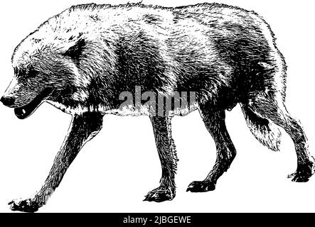 Illustration vectorielle de l'esquisse de la marche du loup en noir sur fond blanc Illustration de Vecteur