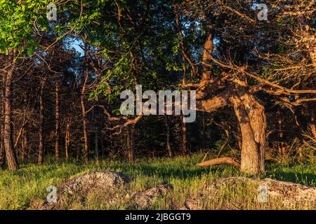 Incroyable arbre crocheté dans la forêt au lever du soleil Banque D'Images