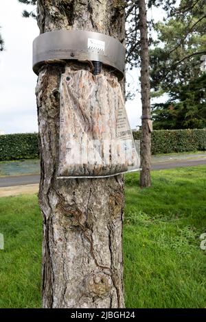 Piège conçu pour capturer le pin de la Moth Traypiles (Thaumetopeea pityocampa), Bretagne, France Banque D'Images