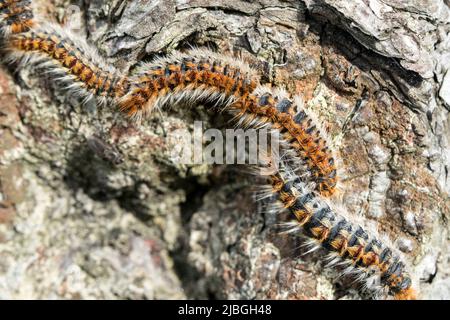 PIN Processionary Moth Caterpilales (Thaumetopoea pityocampa), Bretagne, France Banque D'Images