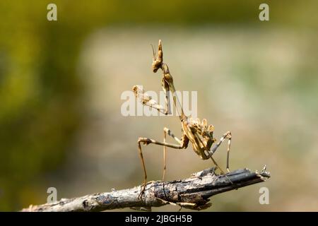 Département européen de la mante de prière (Mantis religiosa) Lozère, France, UE Banque D'Images