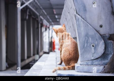 Chat errant contemplant curieusement le prêtre bouddhiste dans le vieux temple de Bangkok, Thaïlande Banque D'Images