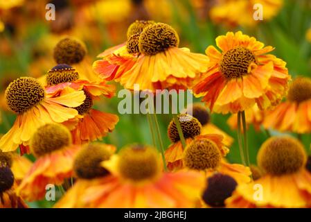 Souche de jaune/orange/bronze Helenium 'Waltraut' (Sneezeweed) fleurs cultivées à la frontière de RHS Garden Harlow Carr, Harrogate, Yorkshire, Angleterre, Royaume-Uni. Banque D'Images