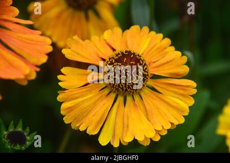 Simple jaune/orange/bronze Helenium 'Waltraut' (Sneezeweed) fleurs cultivées dans une frontière à RHS Garden Harlow Carr, Harrogate, Yorkshire, Angleterre, Royaume-Uni. Banque D'Images