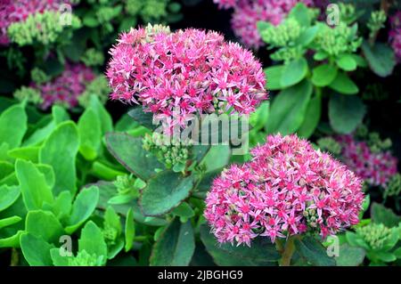 Deux touffes de fleurs de Sedum rose (Hylotelephium spectabile) 'Carl' cultivées dans une frontière à RHS Garden Harlow Carr, Harrogate, Yorkshire, Angleterre, Royaume-Uni. Banque D'Images