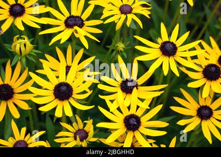 Les touffes de Rudbeckia jaune 'Goldsturm' les fleurs de Susan à œil noir cultivées dans une frontière à RHS Garden Harlow Carr, Harrogate, Yorkshire, Angleterre, Royaume-Uni. Banque D'Images