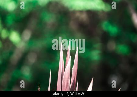 L'image de gros plan de la plante de couleur rouge et d'un arrière-plan abstrait flou de couleur verte dans le parc, Aichi, Japon. Banque D'Images