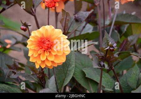 Simple Orange Double Dahlia 'David Howard' Flower cultivé dans une frontière à RHS Garden Harlow Carr, Harrogate, Yorkshire, Angleterre, Royaume-Uni. Banque D'Images