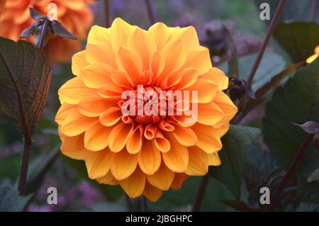 Simple Orange Double Dahlia 'David Howard' Flower cultivé dans une frontière à RHS Garden Harlow Carr, Harrogate, Yorkshire, Angleterre, Royaume-Uni. Banque D'Images