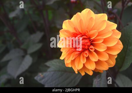 Simple Orange Double Dahlia 'David Howard' Flower cultivé dans une frontière à RHS Garden Harlow Carr, Harrogate, Yorkshire, Angleterre, Royaume-Uni. Banque D'Images