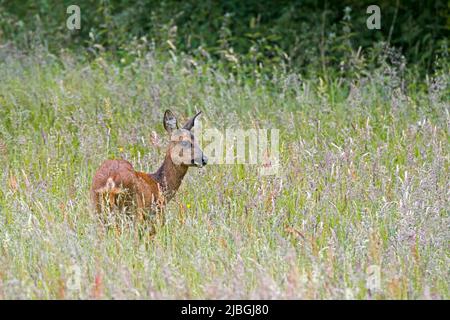 Cerf de Virginie (Capranolus capranolus) femelle / femelle de chevreuil fourchant dans de grandes graminées dans un pré au bord de la forêt au printemps Banque D'Images