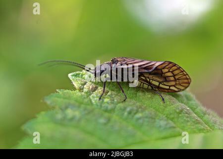 La mouche de l'aulne (Sialis lutaria) sur une feuille verte isolée sur un fond vert naturel Banque D'Images