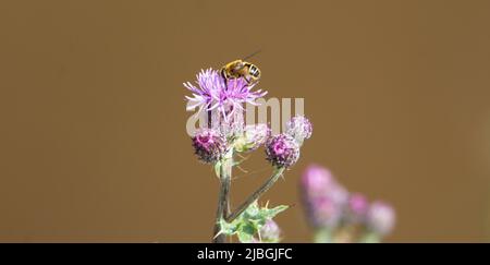 abeille se nourrissant d'un chardon violet avec un brun naturel arrière-plan Banque D'Images