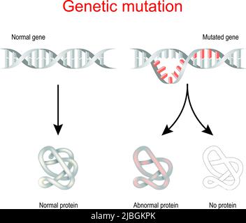 Mutation génétique et synthèse des protéines. Gène normal et ADN muté. Illustration vectorielle Illustration de Vecteur