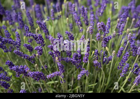 Gros plan de fleurs de lavande parfumées dans un lit de jardin. Faible profondeur de champ, arrière-plan flou. Image d'arrière-plan Banque D'Images