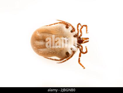 Cette tique a été retirée d'un chien dans une forêt à feuilles larges. Distributeurs d'infection. Super gros plan, vue de dessous Banque D'Images