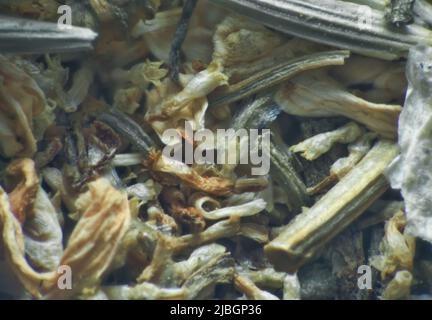 Répertoire d'herbes (plantes vulneraires sèches), mélange officinal pour tisane. Daisy de pharmacie (Matricaria chamomilla) parties séchées (extrême gros plan) comme moyenne Banque D'Images