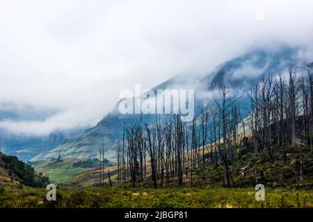 Une forêt d'arbres morts avec des falaises couvertes de brouillard lors d'une matinée froide et brumeuse dans les montagnes du Drakensberg, en Afrique du Sud Banque D'Images