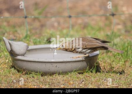 Gros plan de Song Grush, Turdus philomelos, debout sur le bord de la gouttière d'eau et de l'eau potable d'un creux d'eau comme l'eau s'écoule de bec Banque D'Images