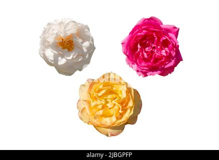 Boutons blancs, roses et jaunes de roses non ouvertes sur fond blanc Banque D'Images