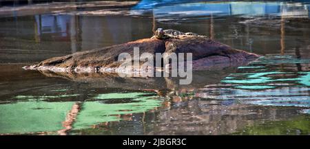 Surveiller le lézard (moniteur d'eau asiatique, kabaragoya, Varanus salvator salvator) bronzer sur un rocher sur la rive. Sous-espèce endémique au Sri Lanka Banque D'Images