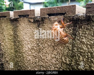 Le gros plan de la coquille de cicada sur le mur, le Japon. Banque D'Images