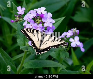 Un papillon à queue de cygne de l'est, Papilio glaucus, pollinisant le Rocket de Dame, Hesperis matronalis, fleurit dans un jardin Banque D'Images