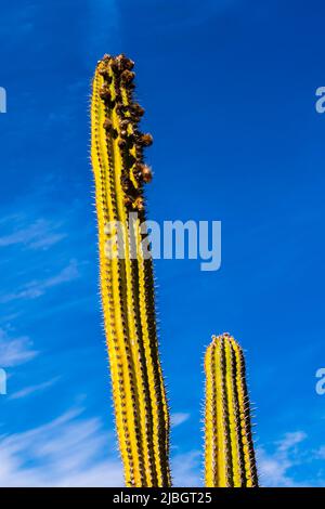 Paire de cactus de pipe d'orgue (Stenocereus thurberi) au printemps, paysage volcanique, près de Puerto Calero, Lanzarote, Espagne Banque D'Images