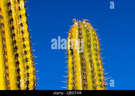 Deux cactus de pipe d'orgue (Stenocereus thurberi) au printemps, paysage volcanique, près de Puerto Calero, Lanzarote, Espagne Banque D'Images