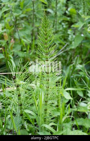 Hippuris vulgaris, queue de jument Banque D'Images