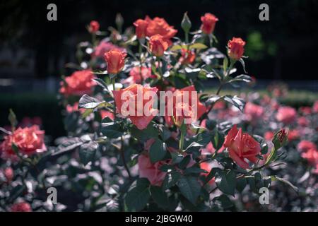 Roses rouges de corail poussant dans un jardin Banque D'Images