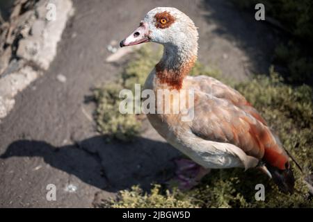 L'oie égyptienne (Alopochen aegyptiaca) Banque D'Images