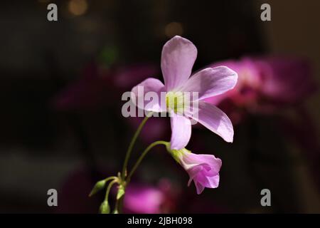 Fleur ouverte du shamrock à feuilles violettes, Oxalis triangularis, avec un bourgeon fermé en dessous. Fleur surlignée de lumière du soleil sur fond sombre. Banque D'Images