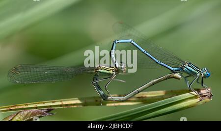 Gros plan de deux libellules de Feather (Platycnemis pennipes) qui se forment un cœur avec leur corps, sur l'herbe verte Banque D'Images