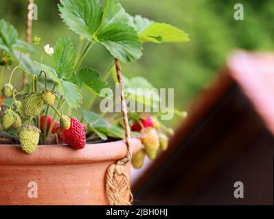 fraises en terre cuite pendante sur le balcon, fruits poussant sur le balcon avec peu d'espace, gros plan Banque D'Images