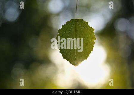 Feuille de peuplier faux-tremble (Populus tremula) en plein soleil le soir Banque D'Images